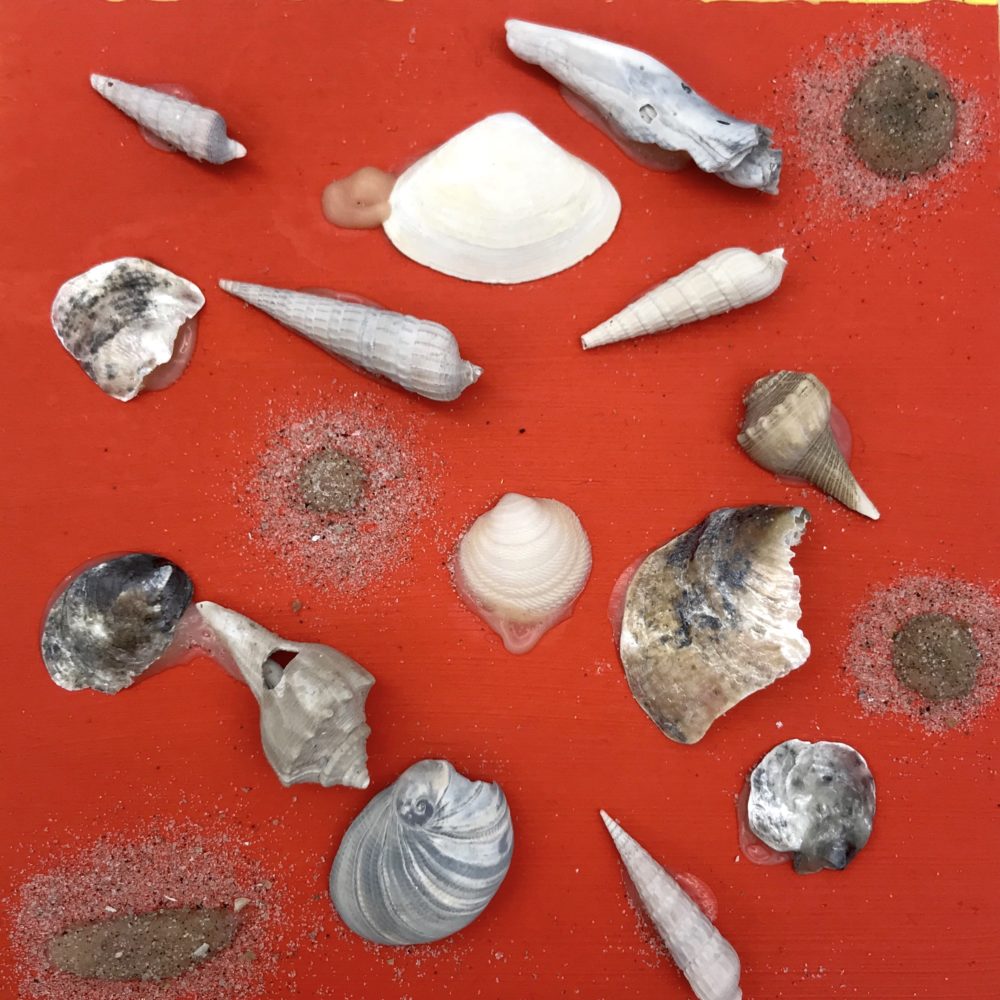 Shells of the Ocean